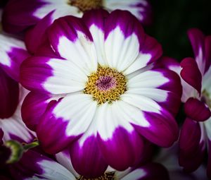 Preview wallpaper petals, flower, macro, plant