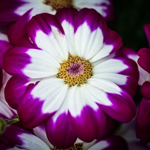 Preview wallpaper petals, flower, macro, plant