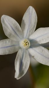 Preview wallpaper petals, flower, macro, plant, nature
