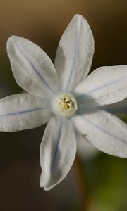 Preview wallpaper petals, flower, macro, plant, nature