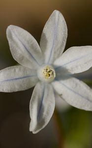 Preview wallpaper petals, flower, macro, plant, nature