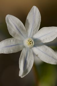 Preview wallpaper petals, flower, macro, plant, nature