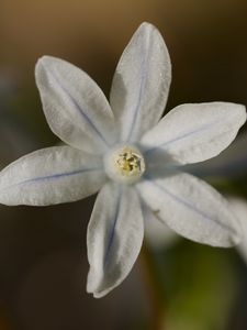Preview wallpaper petals, flower, macro, plant, nature