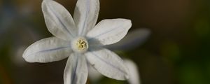 Preview wallpaper petals, flower, macro, plant, nature