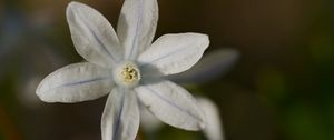 Preview wallpaper petals, flower, macro, plant, nature
