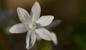 Preview wallpaper petals, flower, macro, plant, nature