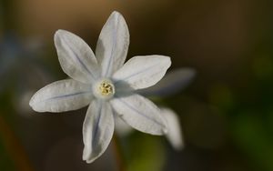 Preview wallpaper petals, flower, macro, plant, nature
