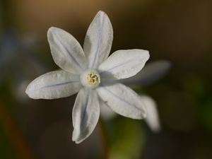 Preview wallpaper petals, flower, macro, plant, nature