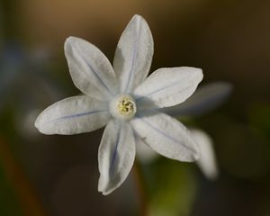Preview wallpaper petals, flower, macro, plant, nature