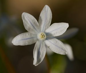 Preview wallpaper petals, flower, macro, plant, nature