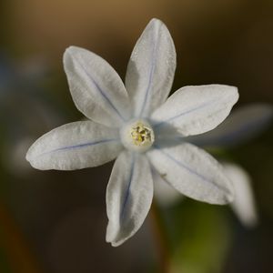 Preview wallpaper petals, flower, macro, plant, nature