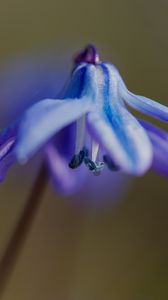 Preview wallpaper petals, flower, macro, plant, background, spring