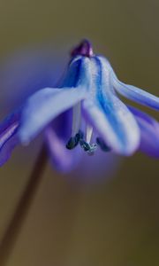Preview wallpaper petals, flower, macro, plant, background, spring