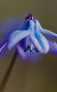 Preview wallpaper petals, flower, macro, plant, background, spring