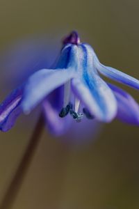 Preview wallpaper petals, flower, macro, plant, background, spring