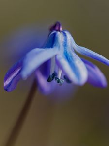 Preview wallpaper petals, flower, macro, plant, background, spring