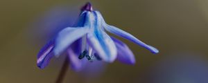 Preview wallpaper petals, flower, macro, plant, background, spring