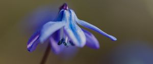 Preview wallpaper petals, flower, macro, plant, background, spring