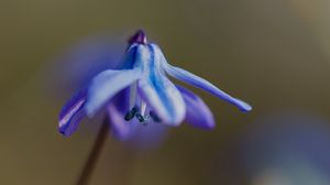 Preview wallpaper petals, flower, macro, plant, background, spring