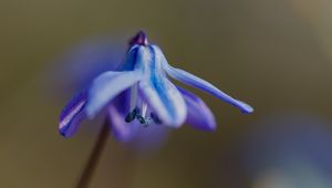 Preview wallpaper petals, flower, macro, plant, background, spring
