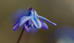 Preview wallpaper petals, flower, macro, plant, background, spring