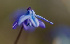 Preview wallpaper petals, flower, macro, plant, background, spring