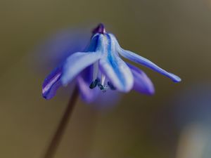 Preview wallpaper petals, flower, macro, plant, background, spring