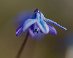 Preview wallpaper petals, flower, macro, plant, background, spring