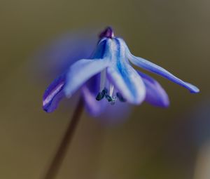 Preview wallpaper petals, flower, macro, plant, background, spring