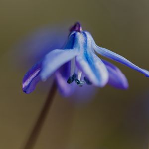 Preview wallpaper petals, flower, macro, plant, background, spring