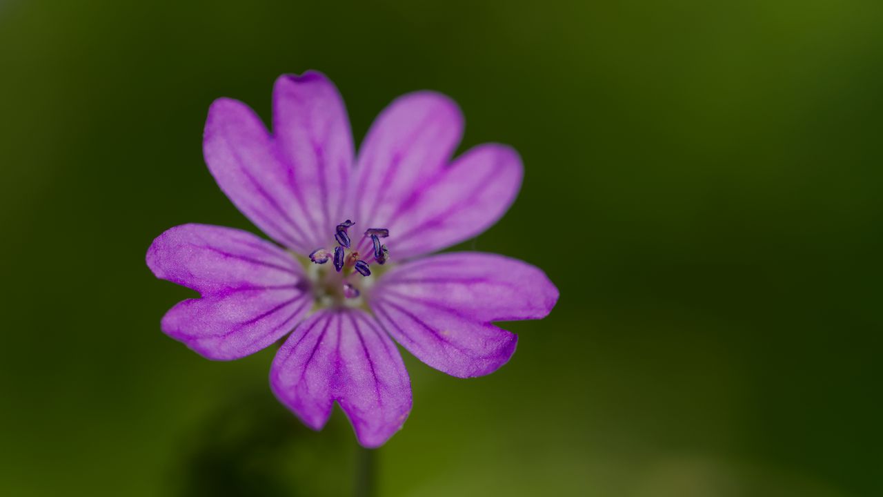 Wallpaper petals, flower, macro, nature, plant
