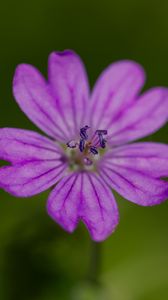 Preview wallpaper petals, flower, macro, nature, plant
