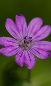 Preview wallpaper petals, flower, macro, nature, plant