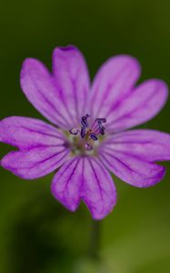Preview wallpaper petals, flower, macro, nature, plant