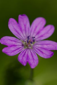 Preview wallpaper petals, flower, macro, nature, plant
