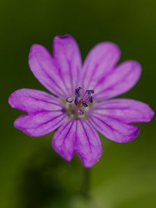 Preview wallpaper petals, flower, macro, nature, plant