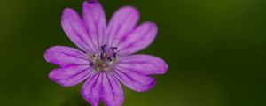 Preview wallpaper petals, flower, macro, nature, plant