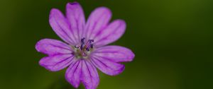 Preview wallpaper petals, flower, macro, nature, plant