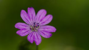 Preview wallpaper petals, flower, macro, nature, plant