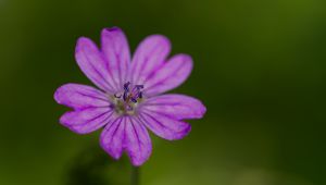 Preview wallpaper petals, flower, macro, nature, plant
