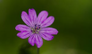 Preview wallpaper petals, flower, macro, nature, plant