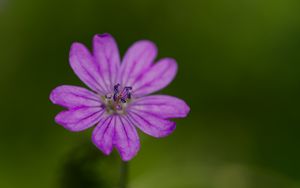 Preview wallpaper petals, flower, macro, nature, plant