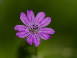 Preview wallpaper petals, flower, macro, nature, plant