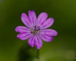 Preview wallpaper petals, flower, macro, nature, plant