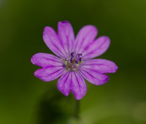 Preview wallpaper petals, flower, macro, nature, plant