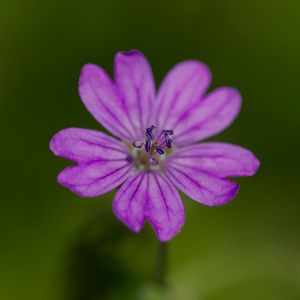 Preview wallpaper petals, flower, macro, nature, plant