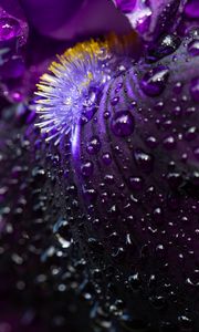 Preview wallpaper petals, flower, macro, drops, water