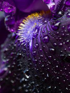 Preview wallpaper petals, flower, macro, drops, water