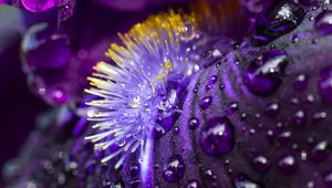 Preview wallpaper petals, flower, macro, drops, water