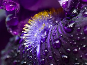 Preview wallpaper petals, flower, macro, drops, water